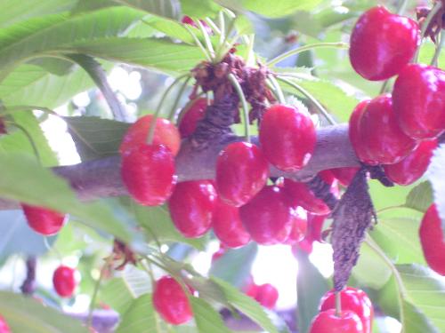 One of the many clusters of cherries on my tree. - This is the tree that is always ready first. They are not quite ripe, and there are plenty for the birds and me both.