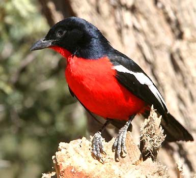 Birds offer music to the heart - The Gonoke singer