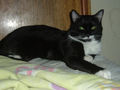 Tuxedo Cat Gallery - One photo from the gallery entitled Mitten.