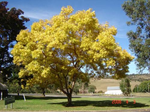 oz scenery - boolomumba, UNE