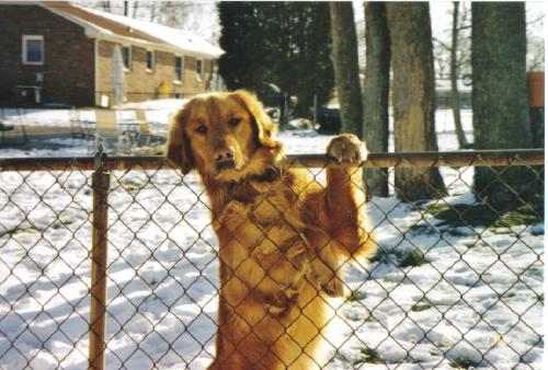 Rusty - My Golden Retriever pup.