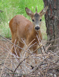 The Unicorn - The deer with the single horn