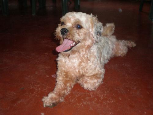 Our Bald Shih-Tzu - Because of his tangles, we have to bald Balto-- our mischievous shih-tzu. Our Bald Shih-Tzu - Because of his tangles, we have to bald Balto-- our mischievous shih-tzu.