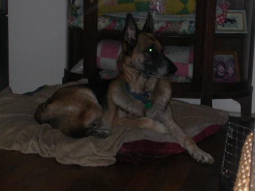 Shiloh, my shadow - Shiloh is like my shadow. He goes everywhere I do when at home. He is also a proven protector when someone tried to break into our home on two different occasions. He is my first shepherd, and won't be my last.