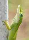 green lizards - Little green lizards take care of bugs