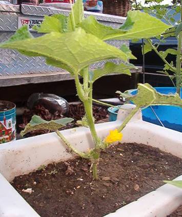 Bush Cucumber Starting to Flower - My cucumber plants are doing nicely and since they&#039;re flowering, I should see fruit soon (I hope!)