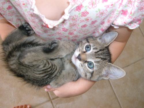 Sweet little snuggle bug - One of the kittens we have being so good for my 4 year old daughter.