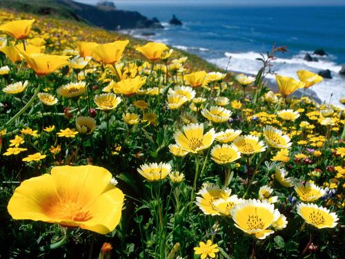 beautiful flowers - beautiful flowers .. these flowers are so beautiful