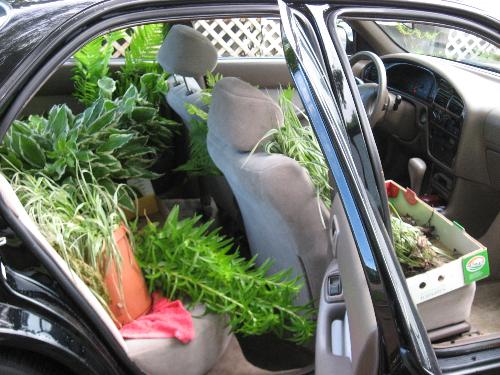 Loaded and ready - My sons car filled with plants and flowers I donated to the car wash. Loaded and ready - My sons car filled with plants and flowers I donated to the car wash.