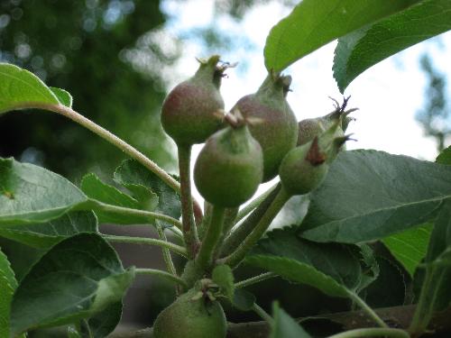 Harlared Apples - They are starting to turn red already. More son and heat would help a lot though. Harlared Apples - They are starting to turn red already. More son and heat would help a lot though.