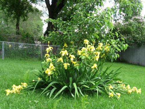 Irises and Apple Tree - My Haralred apple tree surrounded by blooming irises