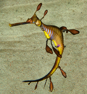 weedy sea dragon - endangered sea dragon
