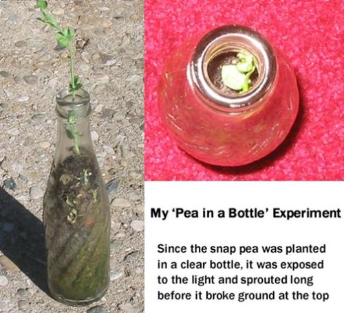 My 'Pea in a Bottle' -
I dropped a sugar snap pea in this bottle as a joke, and it sprouted and grew better than the rest of them! My 'Pea in a Bottle' -
I dropped a sugar snap pea in this bottle as a joke, and it sprouted and grew better than the rest of them!