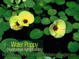 Water Poppy - Plant has pretty yellow flowers in summer.