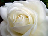 White Rose - My favorite rose