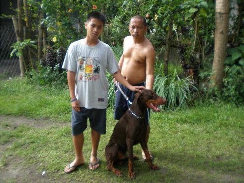 Out doberman Jaguar - At an age of 1.5 years, Jaguar has grown into a full mature canine in size.