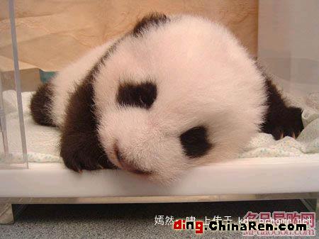 Cute panda - A cute baby panda from China.^-^ Does she remind you of your own babies?
