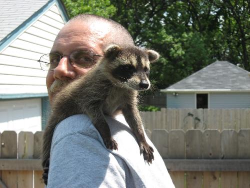 Grandpa Bob with Missy - Me with my daughters baby racoon Missy
