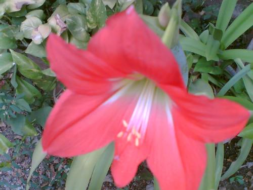 Lily - Lily flower in my garden!! its beautiful!!