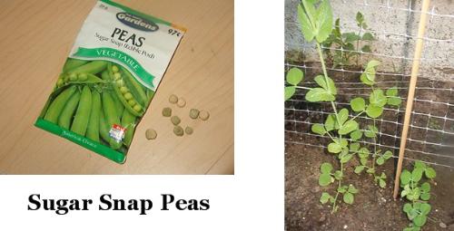 Sugar Snap Peas -  Sugar snap peas that I planted alongside my house.