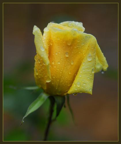 A token of my friendship - Just to say I care