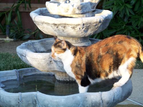 Agagail in the fountain - Abagail had just taken a drink in the pool and was hanging out looking around at what else she could get into.