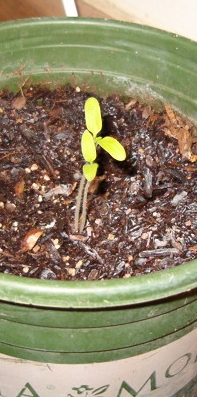 Tomato seedling - The tomato seedling in question.