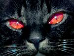 superstitions - black cat