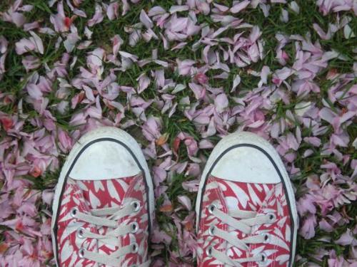 Spring Wears Converse - A pic I took last spring of my feet and the petals on the ground?  I think it's very pretty