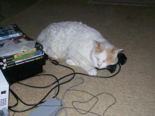 Rexy - My cat Rexy with my Ps2.  I love him with all my heart and he is the sweetest thing in the entire world
