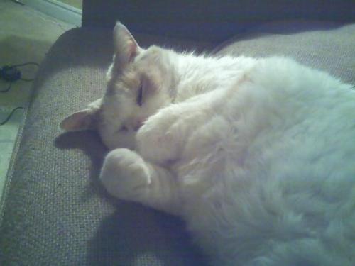 Giggly Rexy - My kitty Rexy. I think it looks like he's giggling in this pic. He's just so cute!