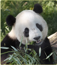 Giant Panda Bear - a zoo animal that is so pretty