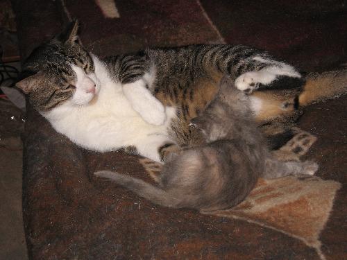 Booboo is the big one - Booboo the biting cat