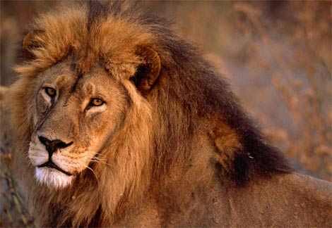 African Lion - a cool pet,when trained that way