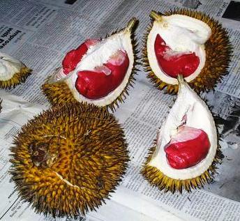 Red Durians - One of the rare durians species in Kinabalu ( Sabah ) & Sarawak in Malaysia. This is very unique and precious than the usual yellow and orange pulp ones.