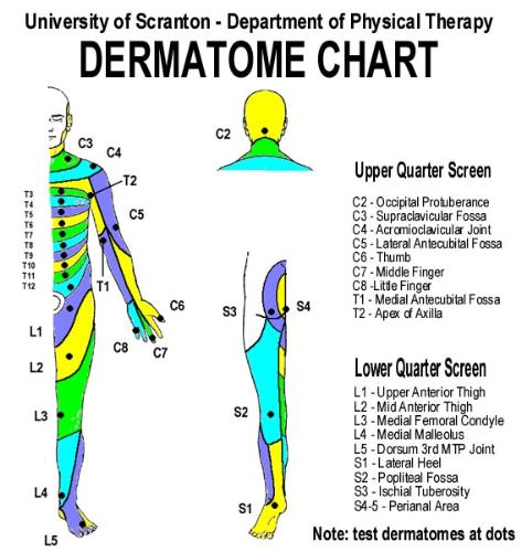 dermatome chart - Dermatome chart show us the area in our body where the nerve works.
