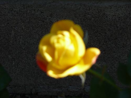 yellow rose - yellow rose in my back yard