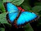 Posting pictures - Butterfly