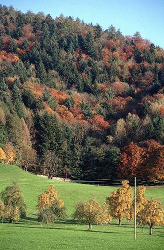 earth and forest - what&#039;s is your element?