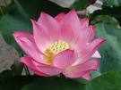 lotus flower - It symbolizes purity of heart and mind