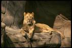 lion - lion in a cave