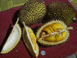 durian - durian- 'King of Fruits '