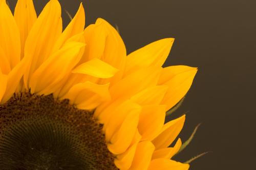 Sunflower - Beautiful sunflower high definition