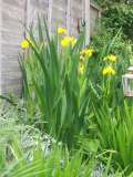Yellow Flowers - There are lots of them in my front yard. Right now, about 100 of them, but they aren't blooming now.
