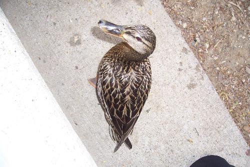 Duck - A duck at MSU
