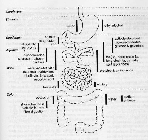 specific absorption of nutrients - specific absorption of nutrients