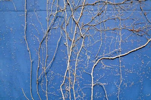 branch tree - have you been wrongly accused? branch tree - have you been wrongly accused?