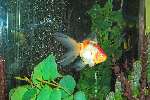 My goldfish - A photo of my goldfish, Scud