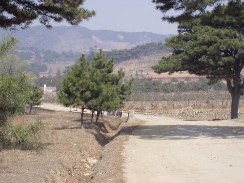 Outdoor scene - There are many Jspanese rhodea surroundses the tomb,beautiful scenery,The topography is very popular with the emperor.because they think it can keep his dynasty exist more longer.Look ,it is very peaceful.