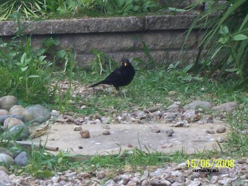Can I come to dinner please? - This little Blackbird came down while we were having dinner, think he was hoping for an invite! Can I come to dinner please? - This little Blackbird came down while we were having dinner, think he was hoping for an invite!